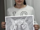 Grup Animale Desen Creion Tigru Elena 130x98 Atelier de pictura si desen, 10 14 ani